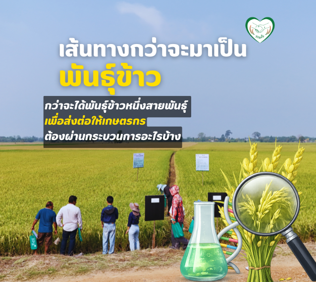 เส้นทางกว่าจะมาเป็นพันธุ์ข้าว