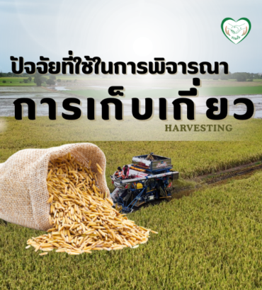 ปัจจัยที่ใช้ในการพิจารณาการเก็บเกี่ยว