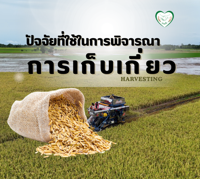 ปัจจัยที่ใช้พิจารณาในการเก็บเกี่ยว