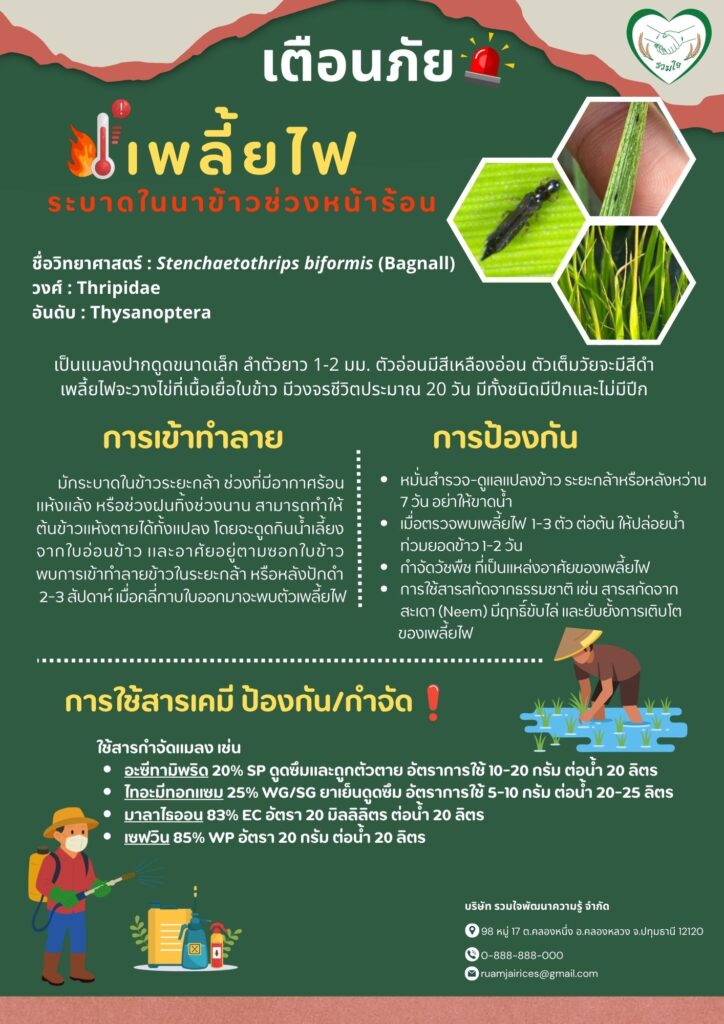 เตือนการระบาดของเพลี้ยไฟข้าวในช่วงฤดูร้อน