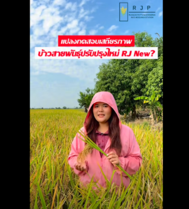 เร็ว ๆ นี้เตรียมพบกับ “ข้าวสายพันธุ์ปรับปรุงใหม่”