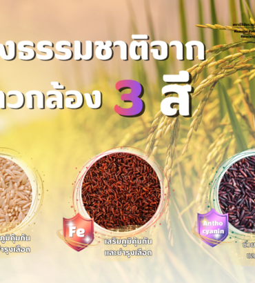 พลังธรรมชาติจากข้าวกล้อง 3 สี