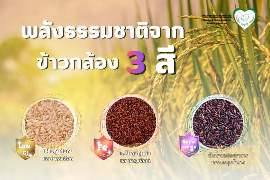 พลังธรรมชาติจากข้าวกล้อง 3 สี