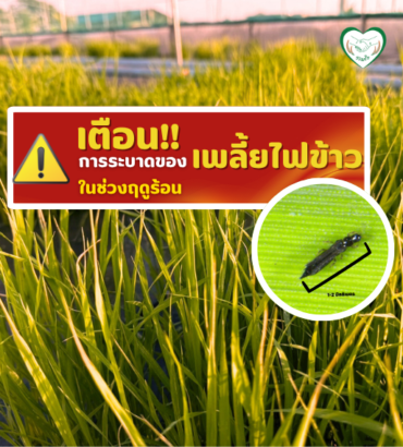 เตือนการระบาดของเพลี้ยไฟข้าวในช่วงฤดูร้อน