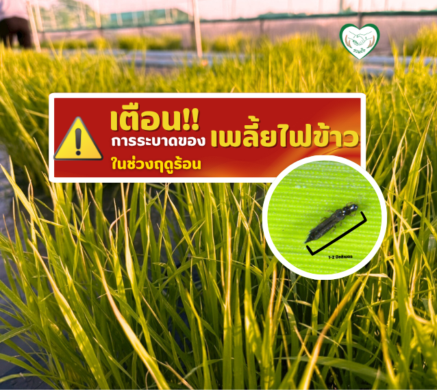 เตือนการระบาดของเพลี้ยไฟข้าวในช่วงฤดูร้อน