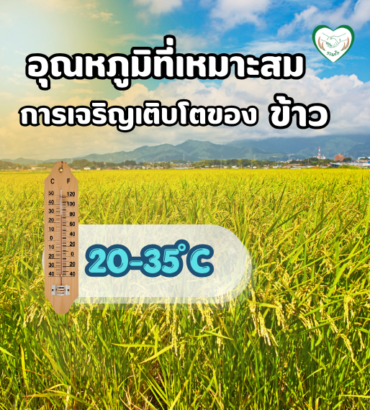 อุณหภูมิที่เหมาะสมในการเจริญเติบโตของข้าว