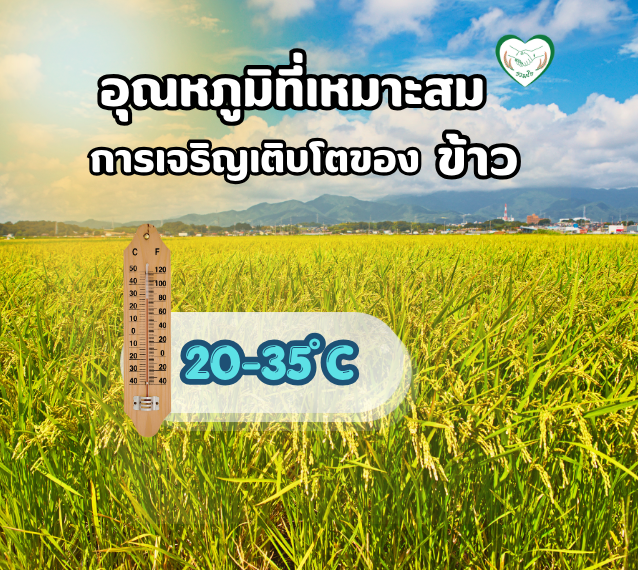 อุณหภูมิที่เหมาะสมในการเจริญเติบโตของข้าว