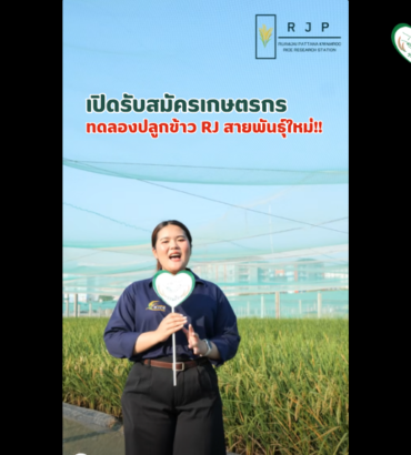 เปิดรับสมัครเกษตรกร ร่วมทดลองปลูกข้าว RJ สายพันธุ์ใหม่!