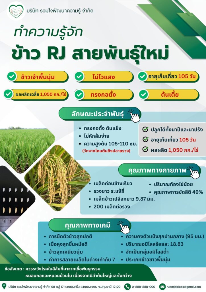 ทำความรู้จัก “ข้าว RJ สายพันธุ์ใหม่”