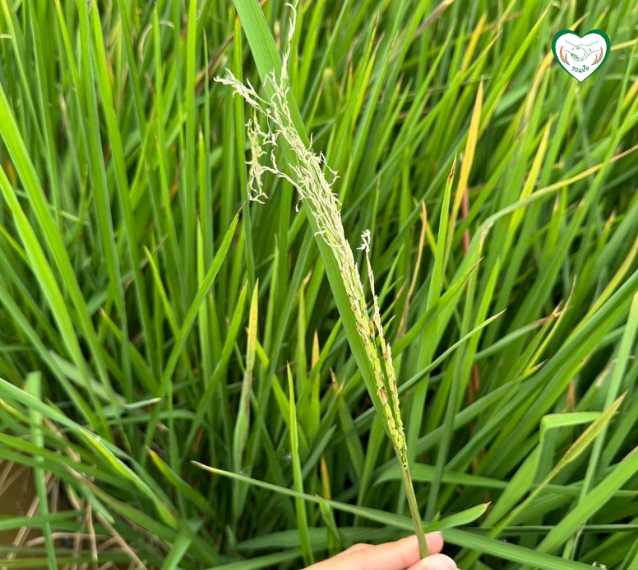 อาการยอดข้าวขาว/ลีบ เกิดจากอุณหภูมิสูง