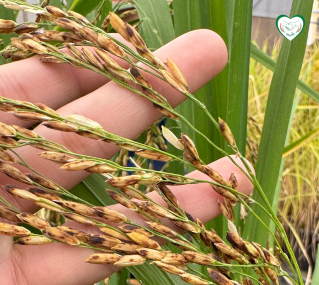 อาการข้าวเมล็ดด่างที่เกิดจากอุณหภูมิต่ำ