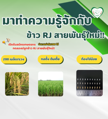 ทำความรู้จักกับข้าว RJ สายพันธุ์ใหม่