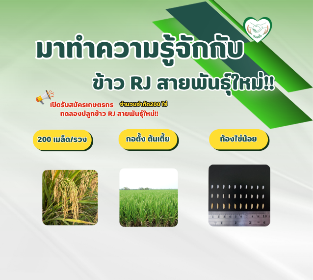 ทำความรู้จักกับข้าว RJ สายพันธุ์ใหม่