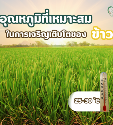 อุณหภูมิที่เหมาะสมใน การเจริญเติบโตของข้าว