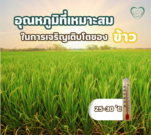 อุณหภูมิที่เหมาะสมใน การเจริญเติบโตของข้าว