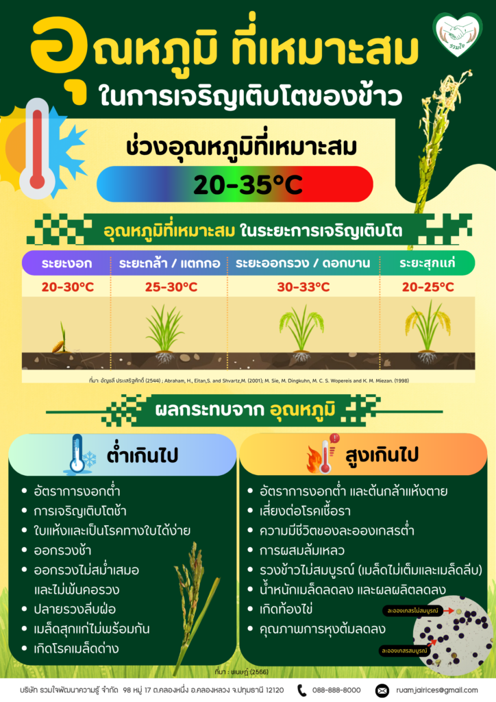 อุณหภูมิที่เหมาะสมในการเจริญเติบโตของข้าว
