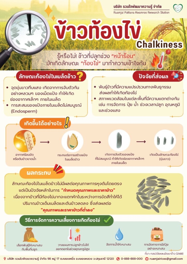 “ข้าวท้องไข่” คืออะไร?
