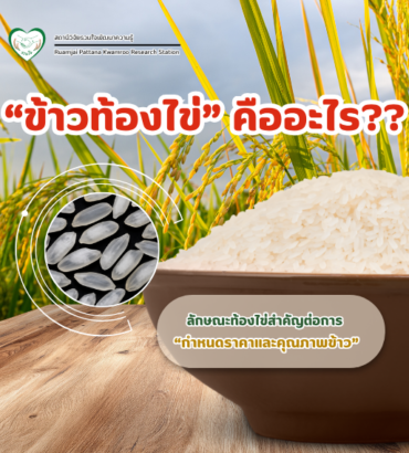 “ข้าวท้องไข่” คืออะไร?