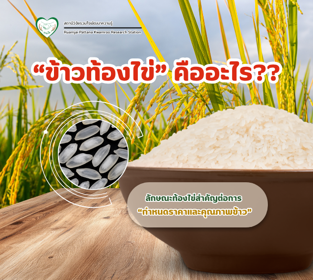 “ข้าวท้องไข่” คืออะไร?