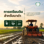 ขั้นตอนการเตรียมดินสำหรับนาดำ