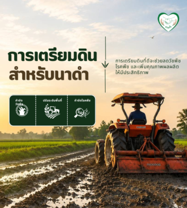 ขั้นตอนการเตรียมดินสำหรับนาดำ