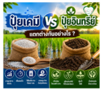 ปุ๋ยเคมี VS ปุ๋ยอินทรีย์ แตกต่างกันอย่างไร ?