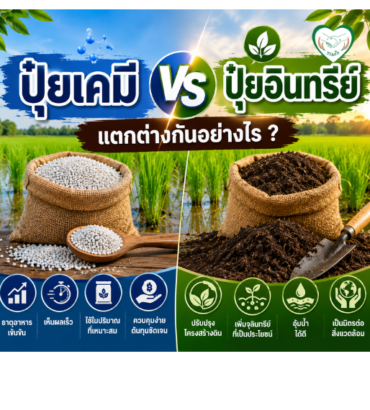 ปุ๋ยเคมี VS ปุ๋ยอินทรีย์ แตกต่างกันอย่างไร ?