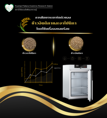 การศึกษาระยะพักตัวของข้าวอินดิกาและจาโปนิกาโดยใช้เครื่องอบลมร้อน