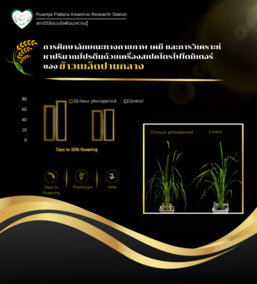 การประยุกต์ใช้เทคนิค Rapid Generation Advance ในการคัดเลือกประชากรข้าว ที่มีลักษณะความไวต่อช่วงแสง