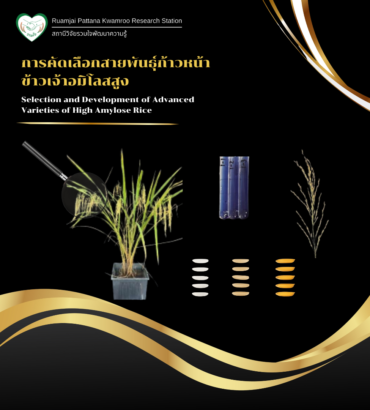 การคัดเลือกสายพันธุ์ก้าวหน้าข้าวเจ้าอมิโลสสูง