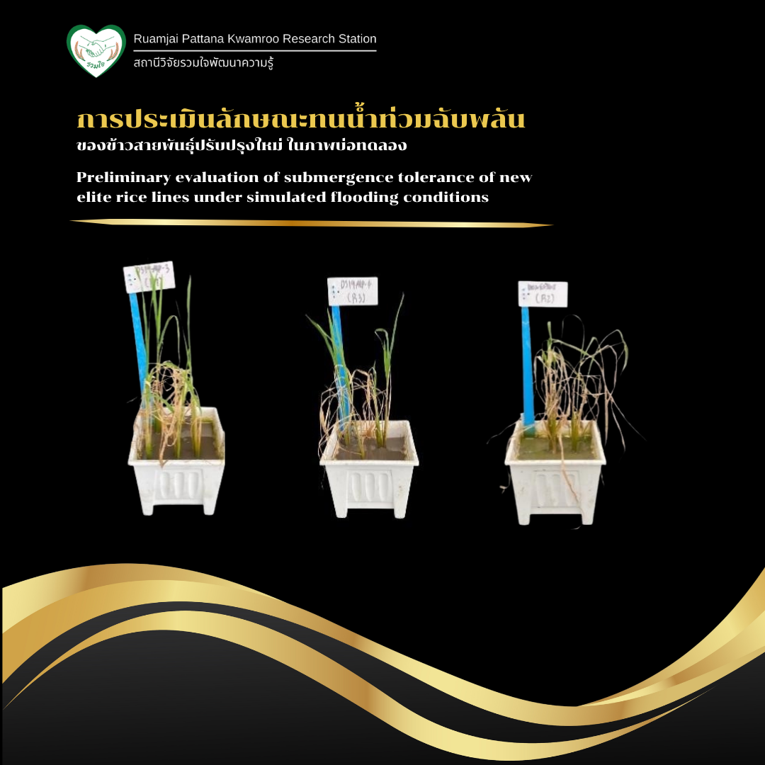 การประเมินลักษณะทนน้ำท่วมฉับพลันของข้าวสายพันธุ์ปรับปรุงใหม่ ในสภาพบ่อทดลอง