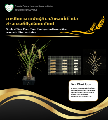 การพัฒนาสายพันธุ์ข้าวที่มีรูปลักษณ์ใหม่ให้ตรงตามความต้องการของเกษตรกรและผู้บริโภค ไม่ว่าจะเป็นเรื่องคุณภาพการหุงต้ม ลักษณะทางการเกษตร ก็เป็นอีกปัจจัยหนึ่งที่มีผลต่อการเลือกผลิตของเกษตรกร
