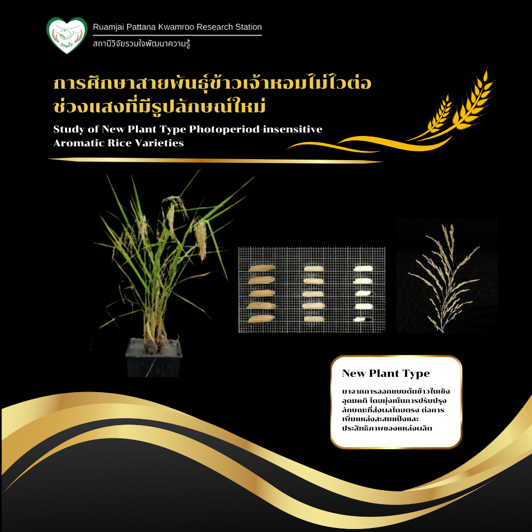 การศึกษาสายพันธุ์ข้าวเจ้าหอมไม่ไวต่อช่วงแสงที่มีรูปลักษณ์ใหม่