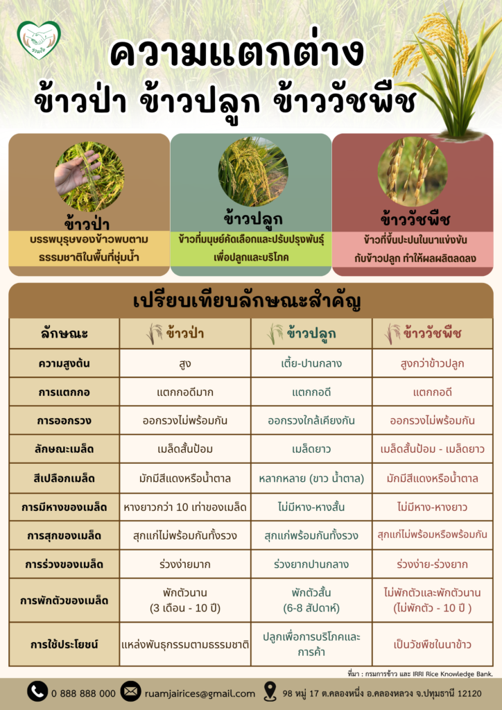 ความแตกต่างระหว่างข้าวป่า ข้าวปลูก และข้าววัชพืช