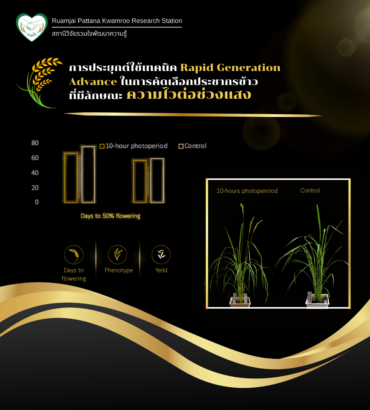 การประยุกต์ใช้เทคนิค Rapid Generation Advance ในการคัดเลือกประชากรข้าว ที่มีลักษณะความไวต่อช่วงแสง