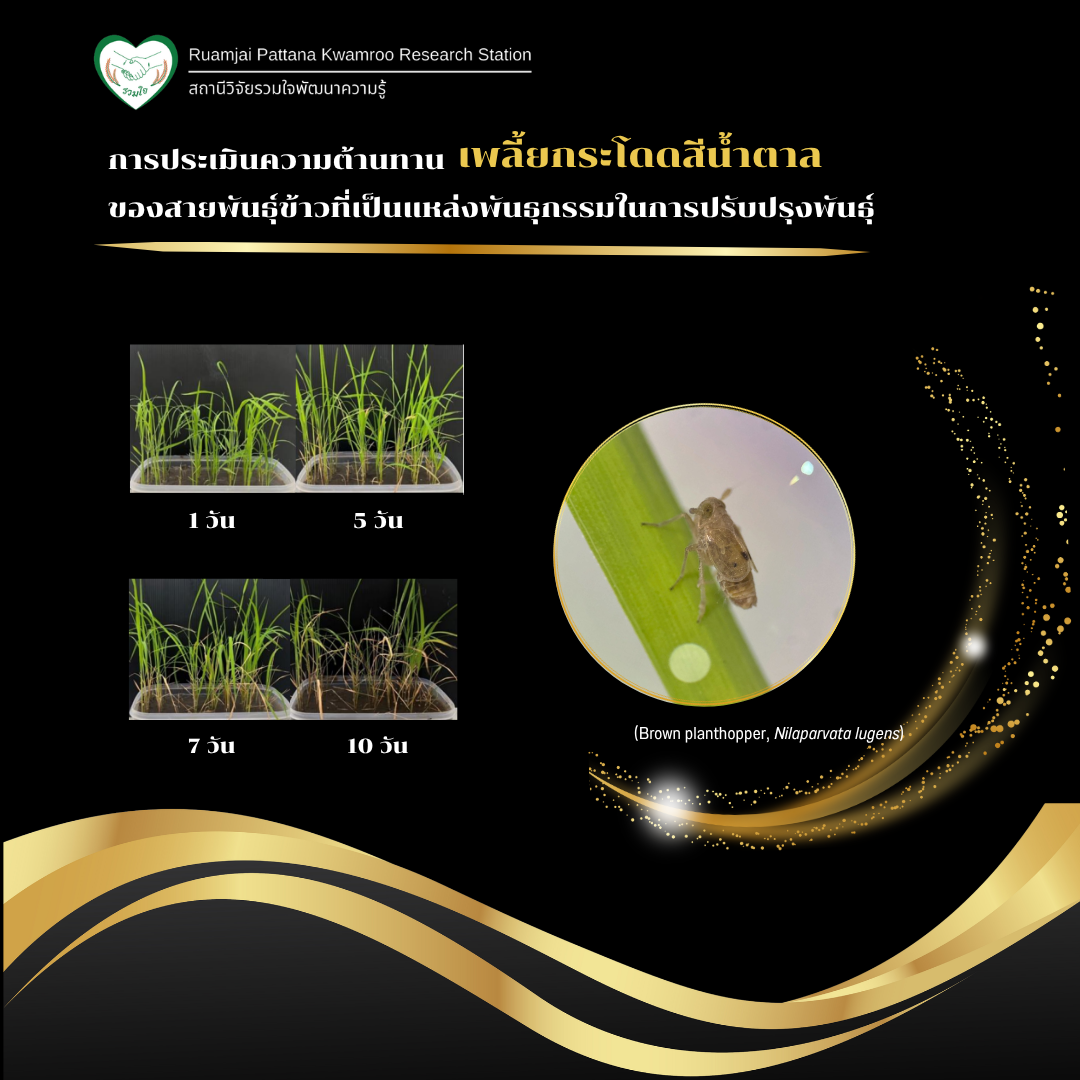 การประเมินความต้านทานเพลี้ยกระโดดสีน้ำตาลของสายพันธุ์ข้าวที่เป็นแหล่งพันธุกรรมในการปรับปรุงพันธุ์