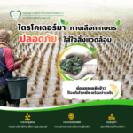 เชื้อราไตรโคเดอร์มา ทางเลือกเกษตรปลอดภัย ใส่ใจสิ่งแวดล้อม
