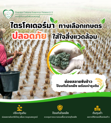 เชื้อราไตรโคเดอร์มา ทางเลือกเกษตรปลอดภัย ใส่ใจสิ่งแวดล้อม