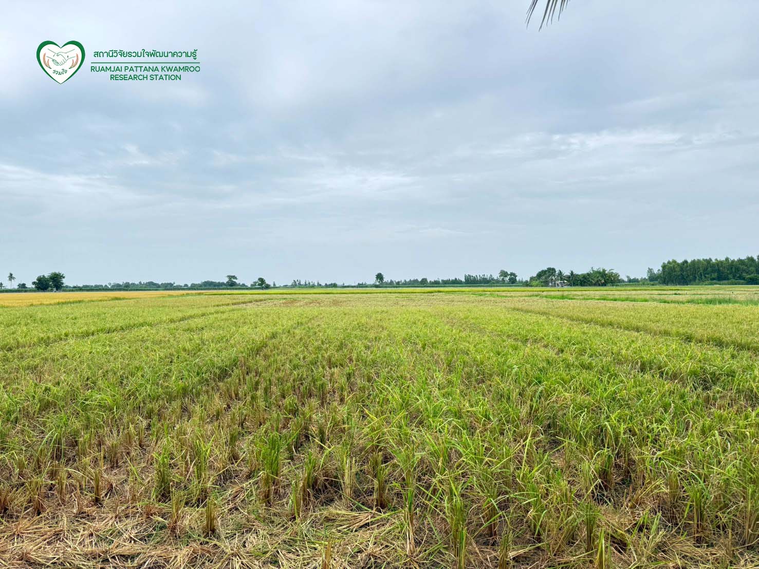 นักวิจัยร่วมกันเก็บเกี่ยวผลผลิต ณ แปลงทดสอบผลผลิตในนาเกษตรกร จ.สุพรรณบุรี