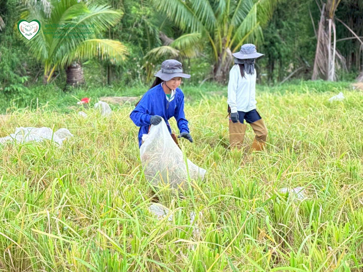 นักวิจัยร่วมกันเก็บเกี่ยวผลผลิต ณ แปลงทดสอบผลผลิตในนาเกษตรกร จ.สุพรรณบุรี