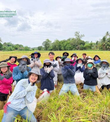 นักวิจัยร่วมกันเก็บเกี่ยวผลผลิต ณ แปลงทดสอบผลผลิตในนาเกษตรกร จ.สุพรรณบุรี