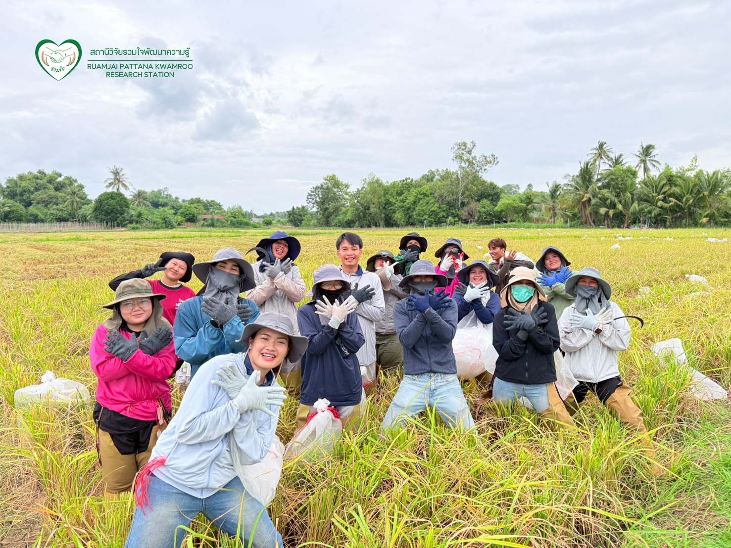 นักวิจัยร่วมกันเก็บเกี่ยวผลผลิต ณ แปลงทดสอบผลผลิตในนาเกษตรกร จ.สุพรรณบุรี