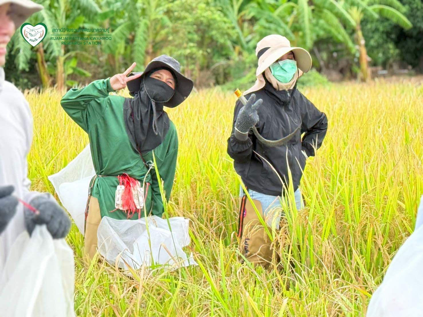 นักวิจัยร่วมกันเก็บเกี่ยวผลผลิต ณ แปลงทดสอบผลผลิตในนาเกษตรกร จ.สุพรรณบุรี