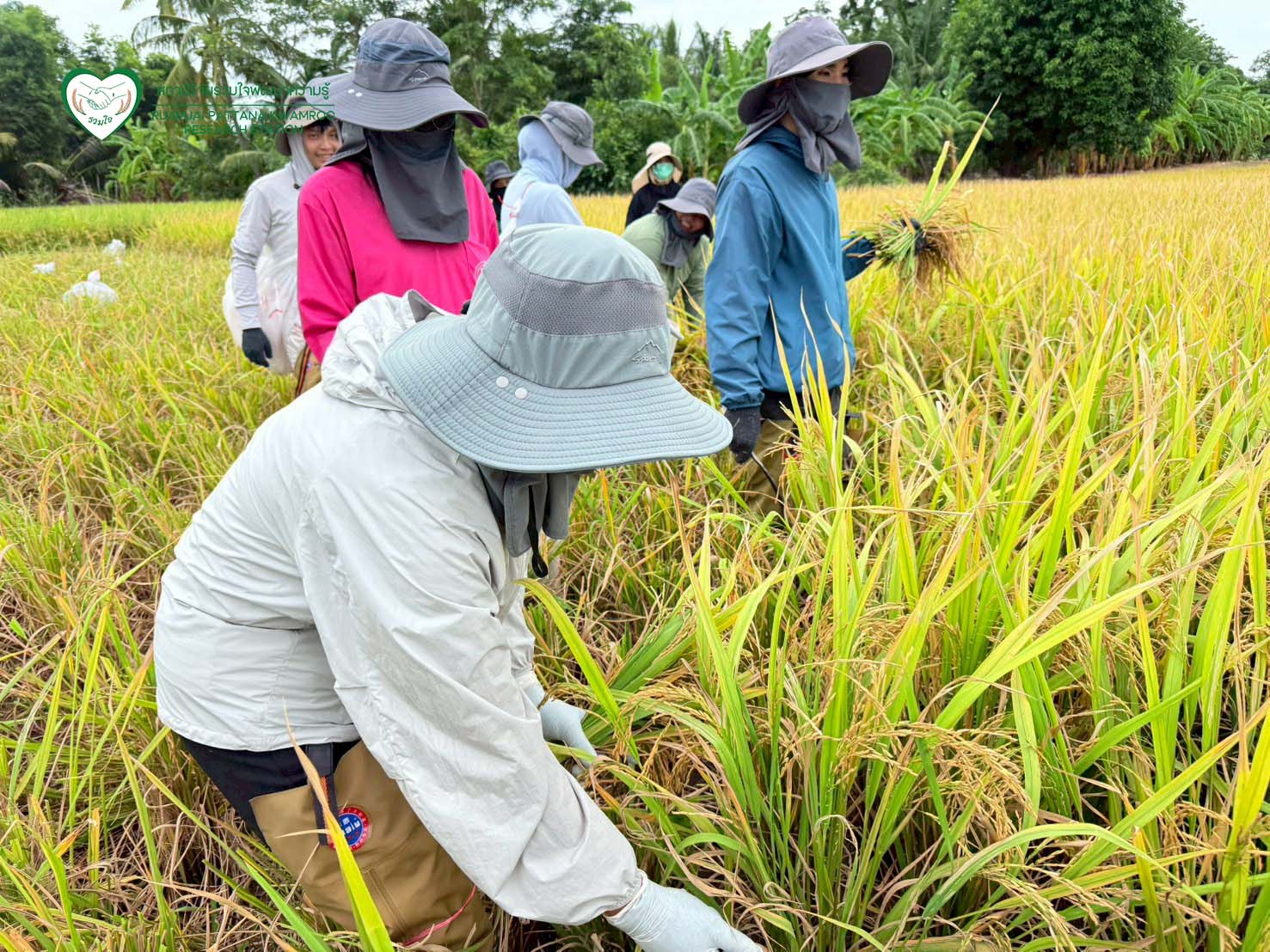 นักวิจัยร่วมกันเก็บเกี่ยวผลผลิต ณ แปลงทดสอบผลผลิตในนาเกษตรกร จ.สุพรรณบุรี
