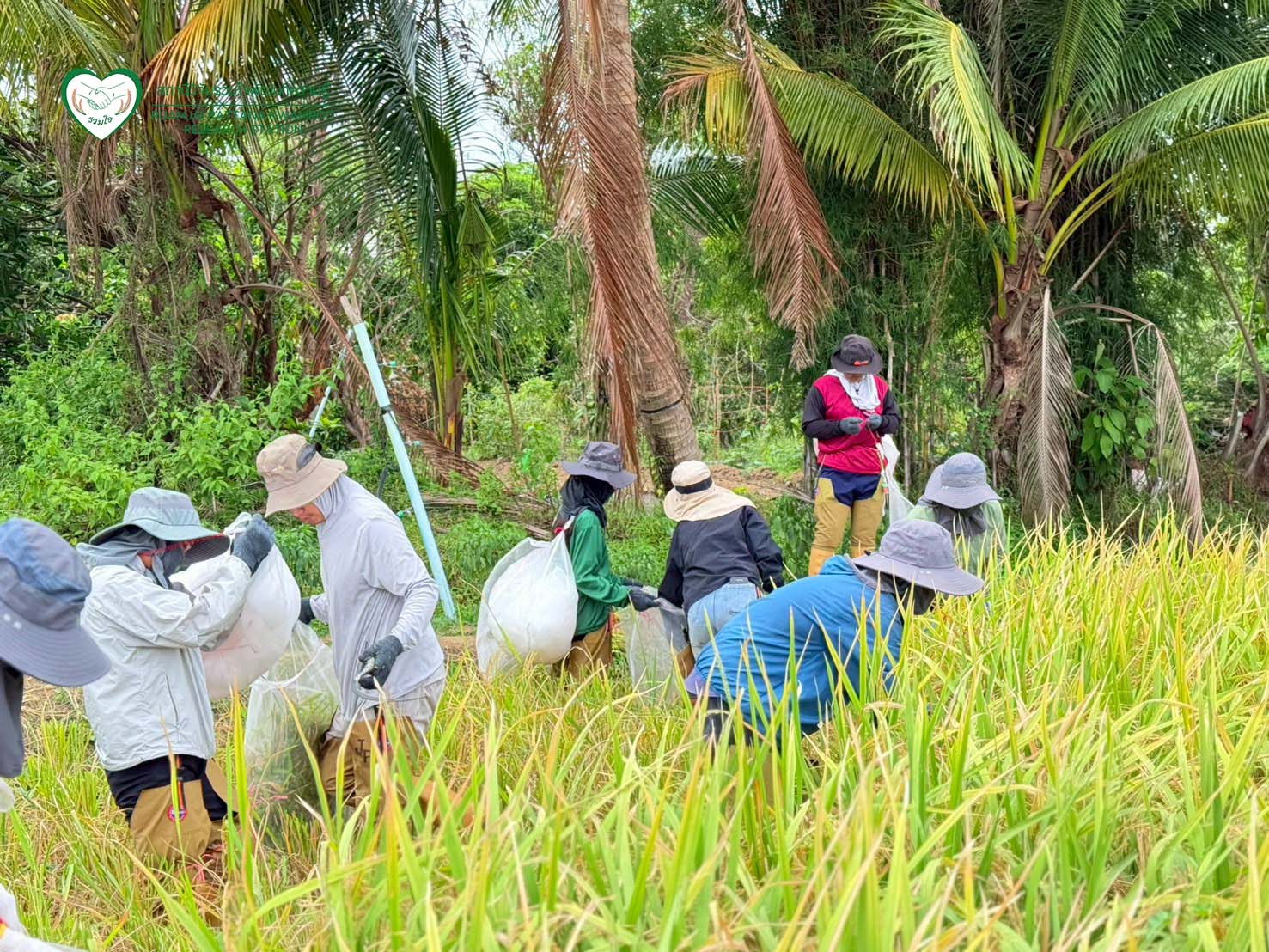 นักวิจัยร่วมกันเก็บเกี่ยวผลผลิต ณ แปลงทดสอบผลผลิตในนาเกษตรกร จ.สุพรรณบุรี