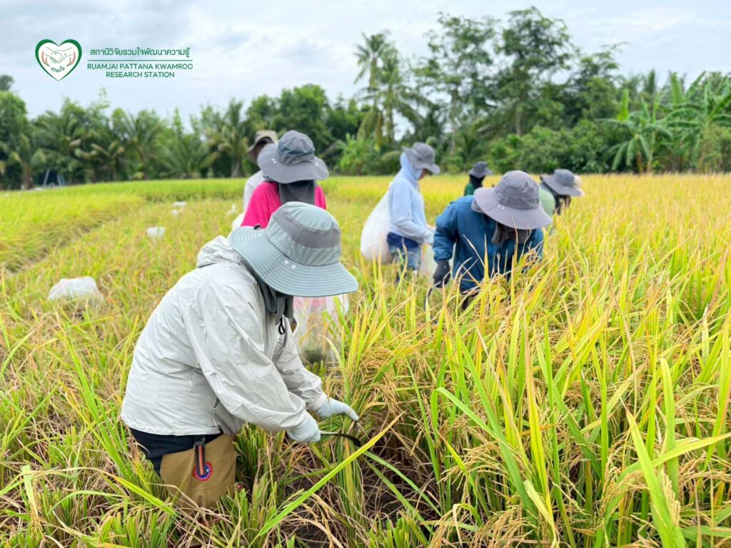 นักวิจัยร่วมกันเก็บเกี่ยวผลผลิต ณ แปลงทดสอบผลผลิตในนาเกษตรกร จ.สุพรรณบุรี