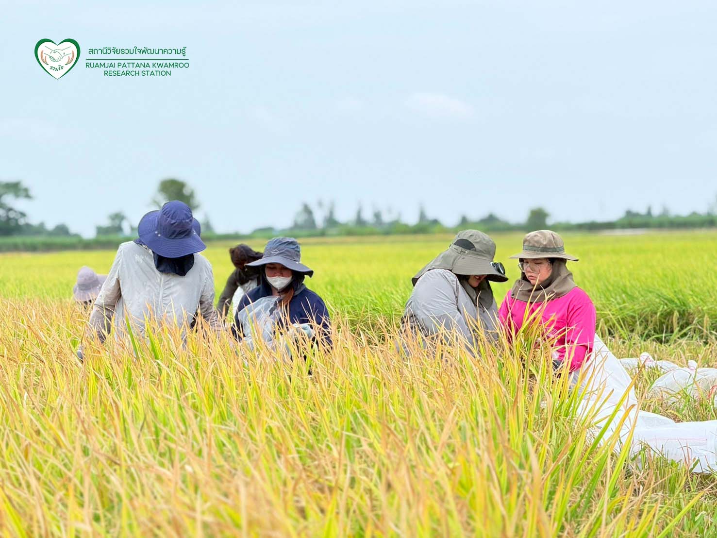 นักวิจัยร่วมกันเก็บเกี่ยวผลผลิต ณ แปลงทดสอบผลผลิตในนาเกษตรกร จ.สุพรรณบุรี