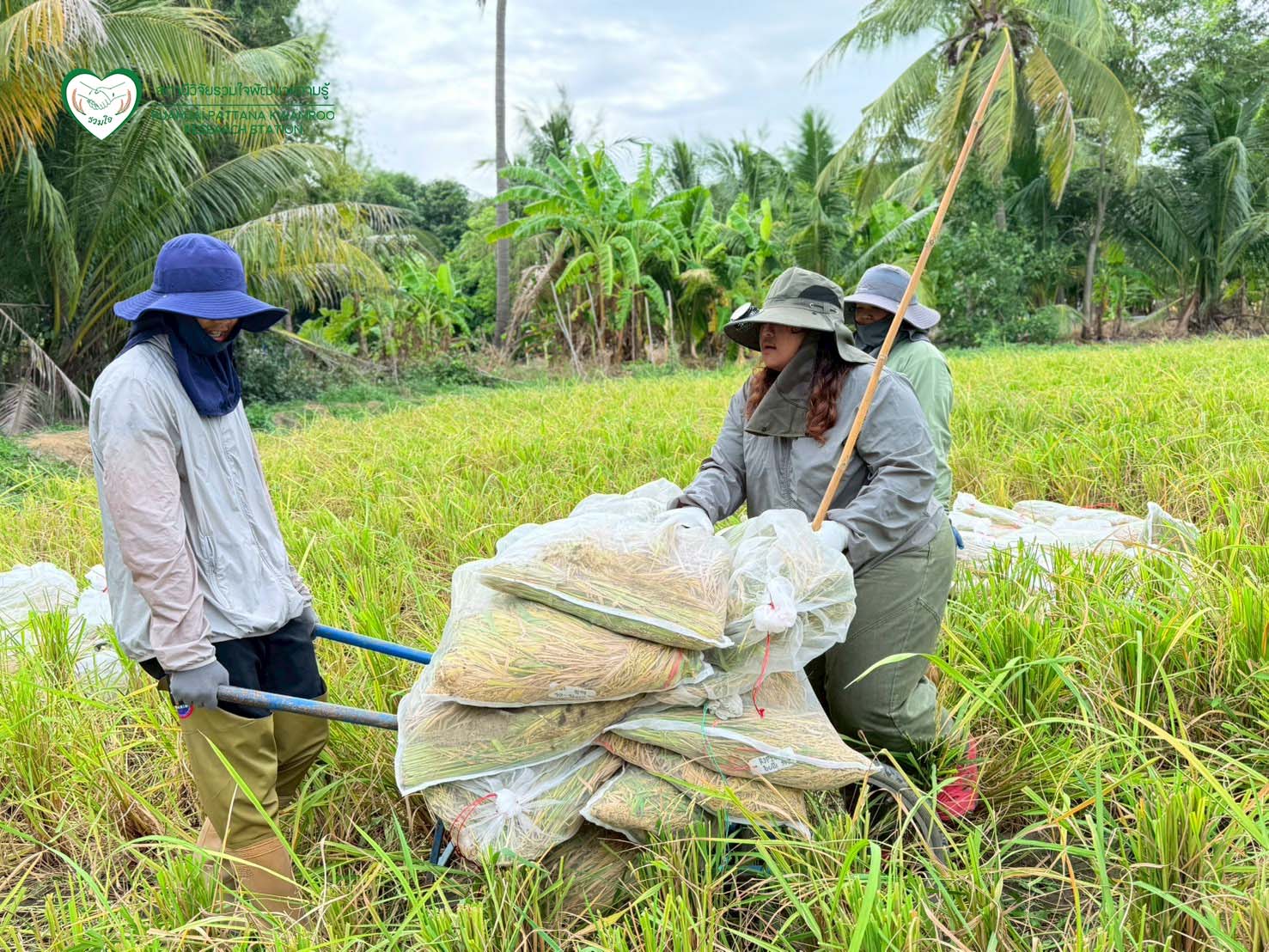 นักวิจัยร่วมกันเก็บเกี่ยวผลผลิต ณ แปลงทดสอบผลผลิตในนาเกษตรกร จ.สุพรรณบุรี