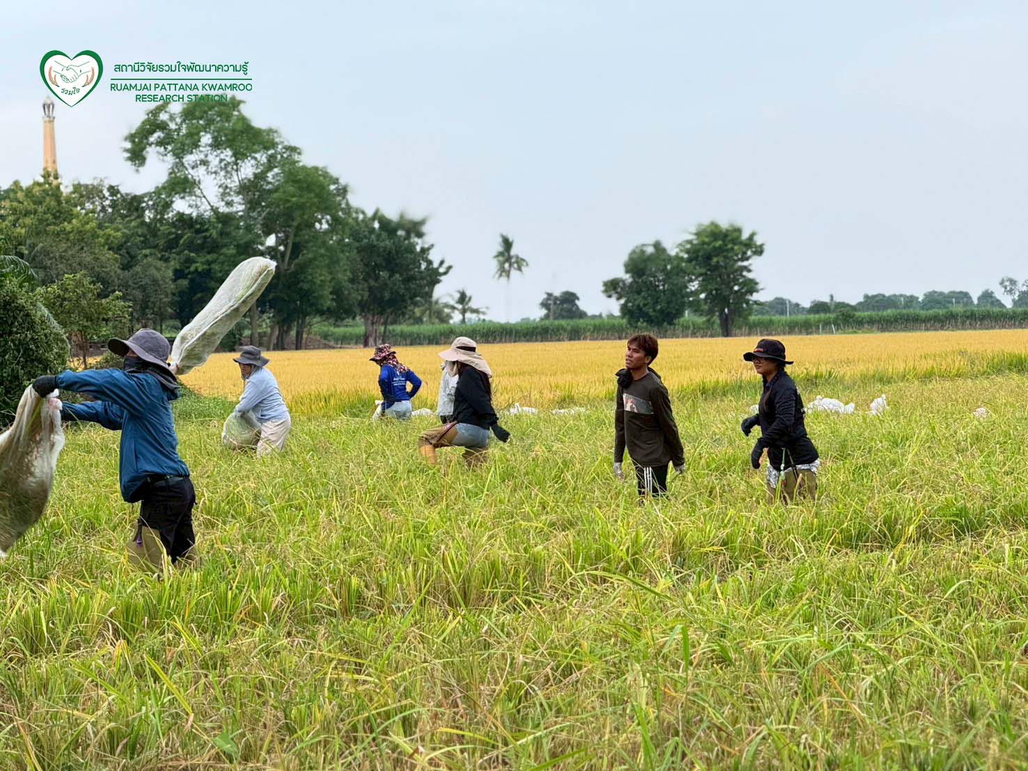 นักวิจัยร่วมกันเก็บเกี่ยวผลผลิต ณ แปลงทดสอบผลผลิตในนาเกษตรกร จ.สุพรรณบุรี