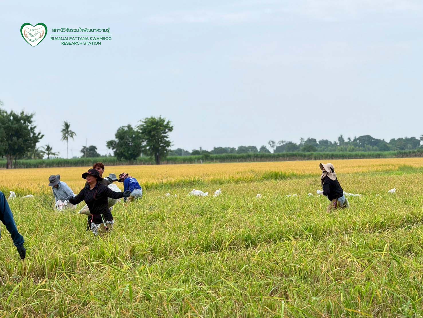 นักวิจัยร่วมกันเก็บเกี่ยวผลผลิต ณ แปลงทดสอบผลผลิตในนาเกษตรกร จ.สุพรรณบุรี